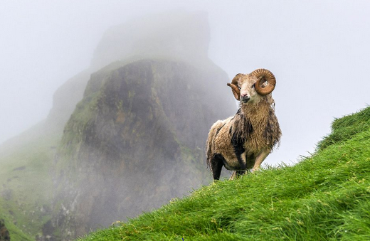 5 Reasons Why You NEED To Go To Faroe Islands