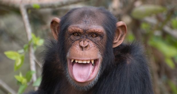 The Hunt For Wild Chimpanzees (Liberia)