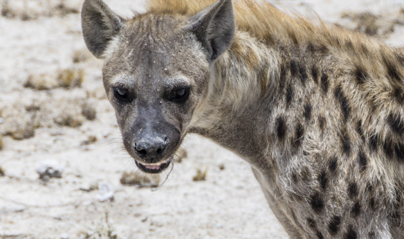 Feeding Wild Hyenas By Mouth In Harar Ethiopia