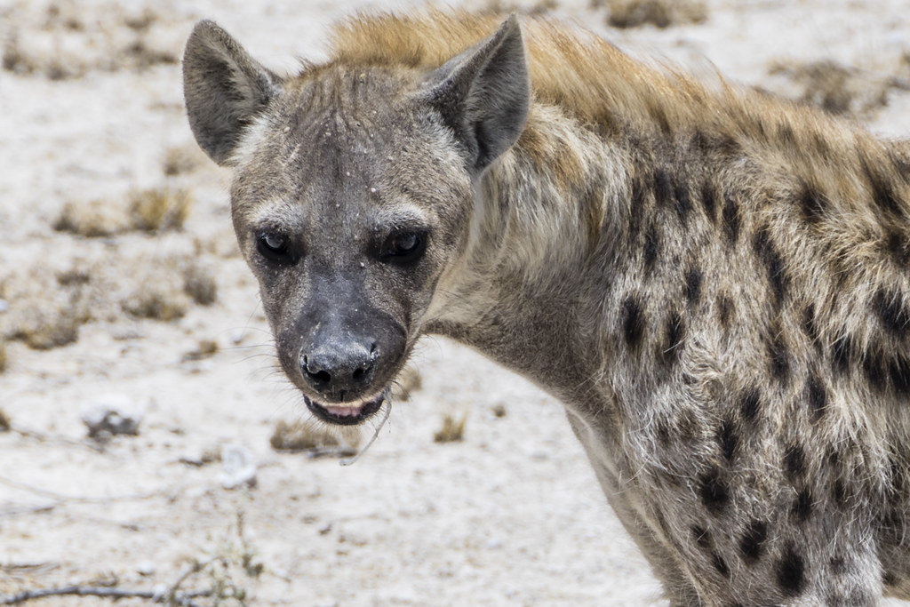 Feeding Wild Hyenas By Mouth In Harar Ethiopia